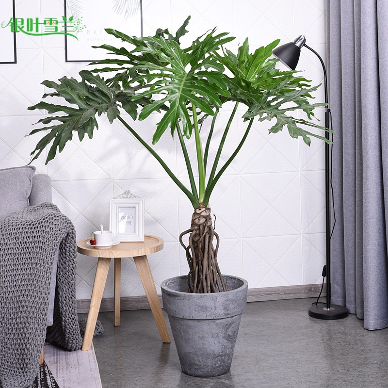 爱优尚大春芋绿植室内植物办公室客厅大型绿植盆栽北欧风落地盆栽