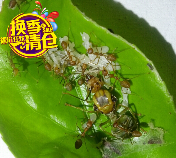 之情新款活体蚁后宠物树栖黄猄蚁生日礼物蚂蚁蚂蚁