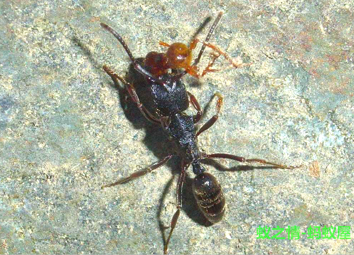 蚂蚁横纹齿猛之情宠物活体蚁后工坊城堡家园蚂蚁