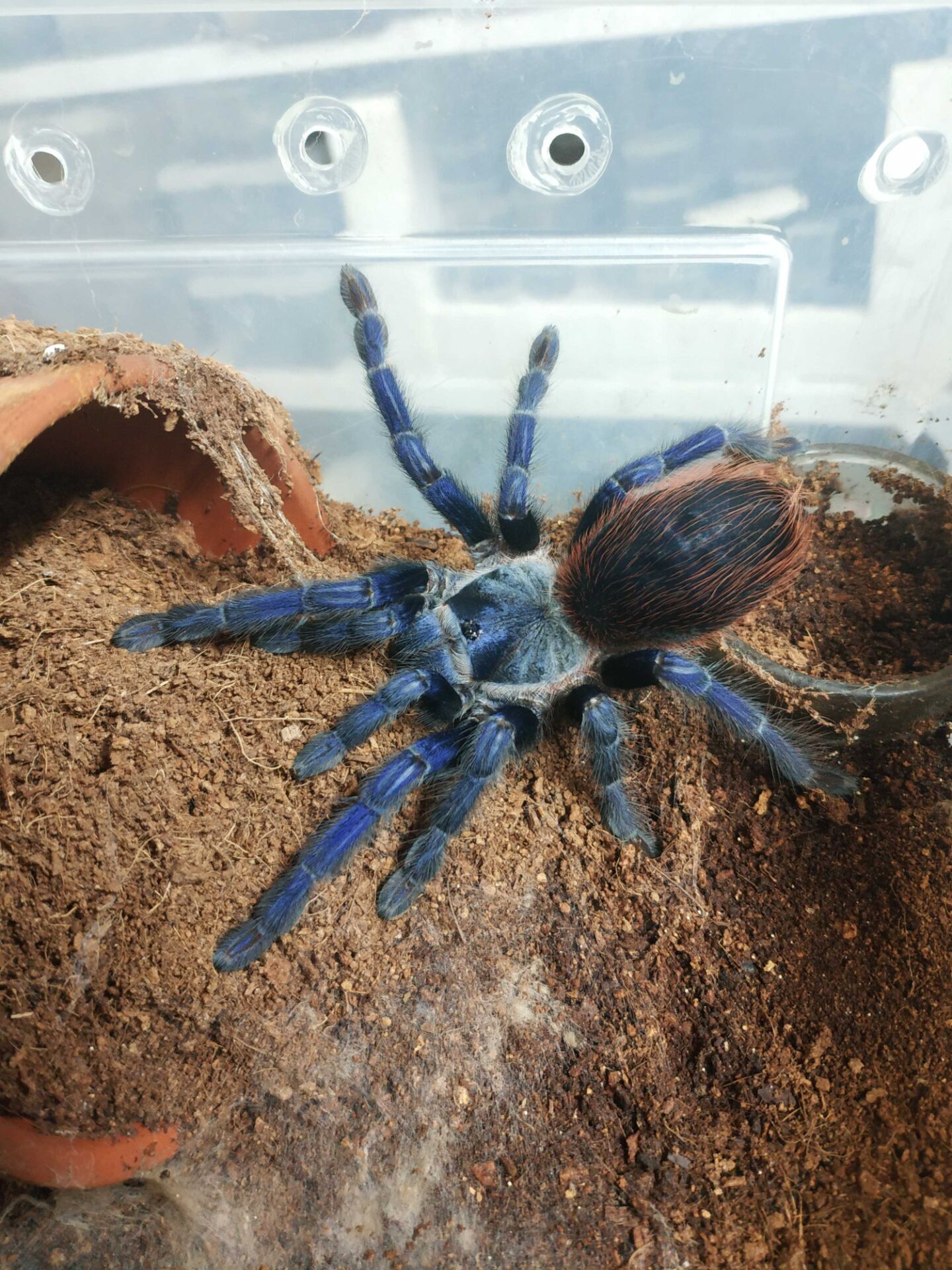 巴西大蓝pterinopelmasazimai宠物蜘蛛活体捕鸟蜘蛛