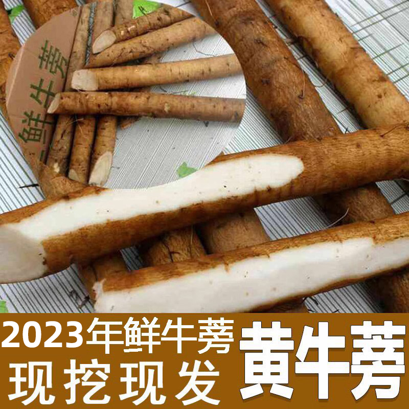 2023现挖黄金牛蒡根新鲜黄皮牛膀牛旁养生牛蒡茶片原料正品包邮