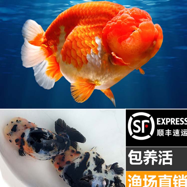 兰寿金鱼活鱼精品小尾重墨水水墨玉兔奶牛三色鱼