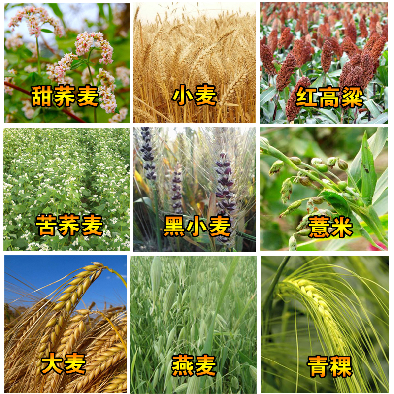 大麦种子 散装_散装甜荞麦苦荞麦种子红高粱大麦小麦黑小麦燕麦薏米