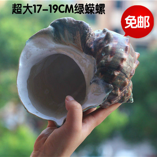 包邮天然海螺贝壳超大绿蝾螺夜光蝾螺 家居装饰摆件水族收藏礼品