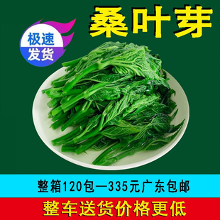 桑叶菜50包桑芽菜新鲜桑叶嫩尖酒店饭店餐饮用冷冻半成品特色菜