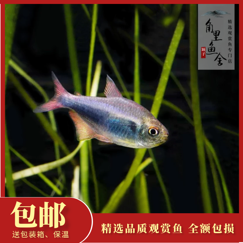 角里鱼舍血翅蓝帝灯红尾蓝帝王群游小型热带鱼观赏鱼宠物活体
