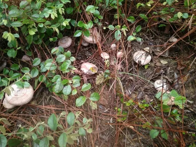 广西桂林新鲜野生松树菌乌枞菌枞树菌松乳菇重阳菌雁来蕈寒菌蘑菇