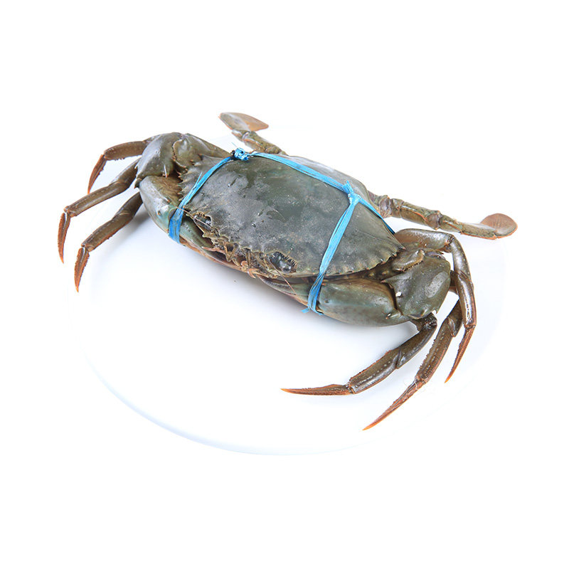 青蟹大全——其他用品