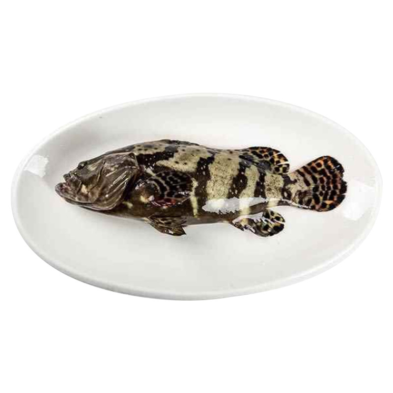 (鲜活)龙胆鱼400g/条(去比价)去淘宝抢购现价￥45去店铺35698459:橄榄