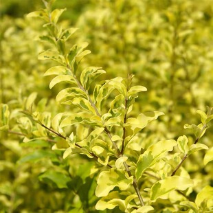 四季常绿多年神观叶灌木植物亮晶女贞苗耐热耐寒别墅花园花境植物