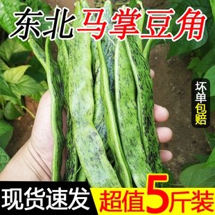 东北马掌豆角新鲜蔬菜农家花道比油豆角好吃特产现摘现发5斤包邮