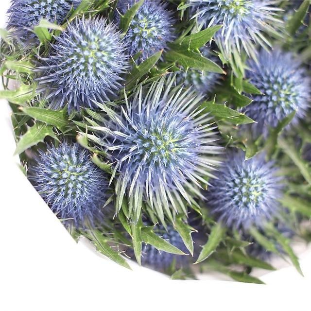 荷兰进口刺芹蓝星球情人果鲜花插花配花可做干花航空速递一扎包邮