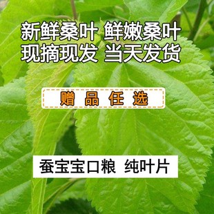 蚕宝宝桑叶新鲜桑叶 活蚕桑叶蚕宝宝蚕桑 蚁蚕嫩桑叶小蚕桑叶现摘