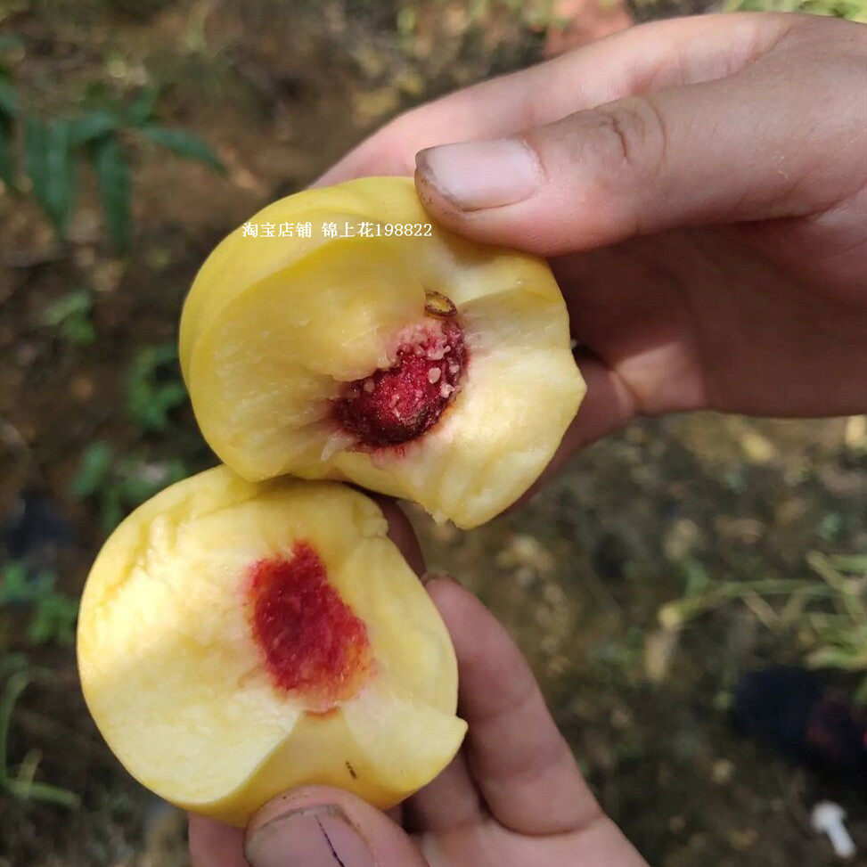 新品种嫁接中油21号黄肉离核脆甜油桃苗晚熟树苗南方北方种植结果