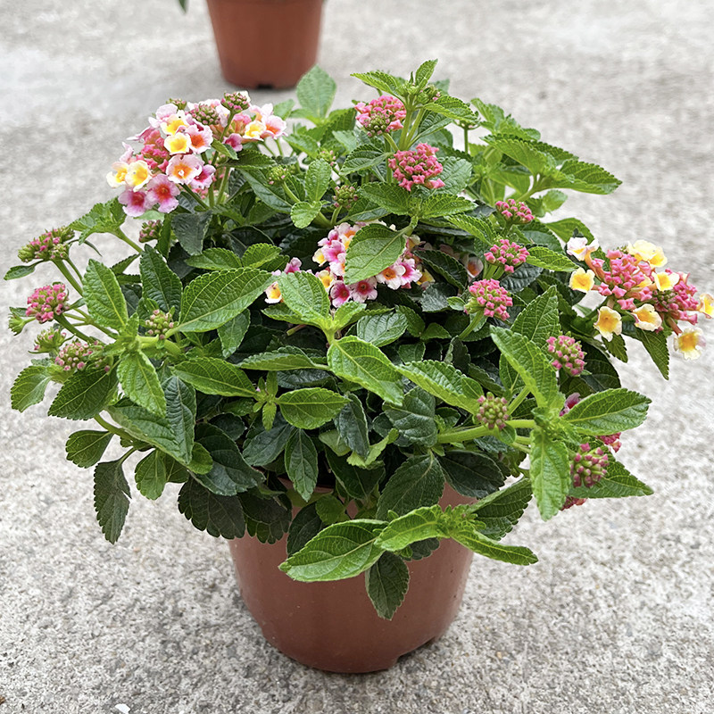 庭院驱蚊逐蝇植物盆栽五色梅 逐蝇花 耐热花期长全年开花驱蚊花卉