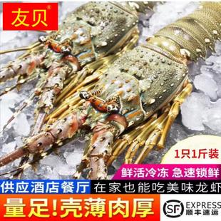 1斤1只大龙虾鲜活大龙虾小青龙虾特大澳洲波龙花龙虾冷冻海鲜顺丰