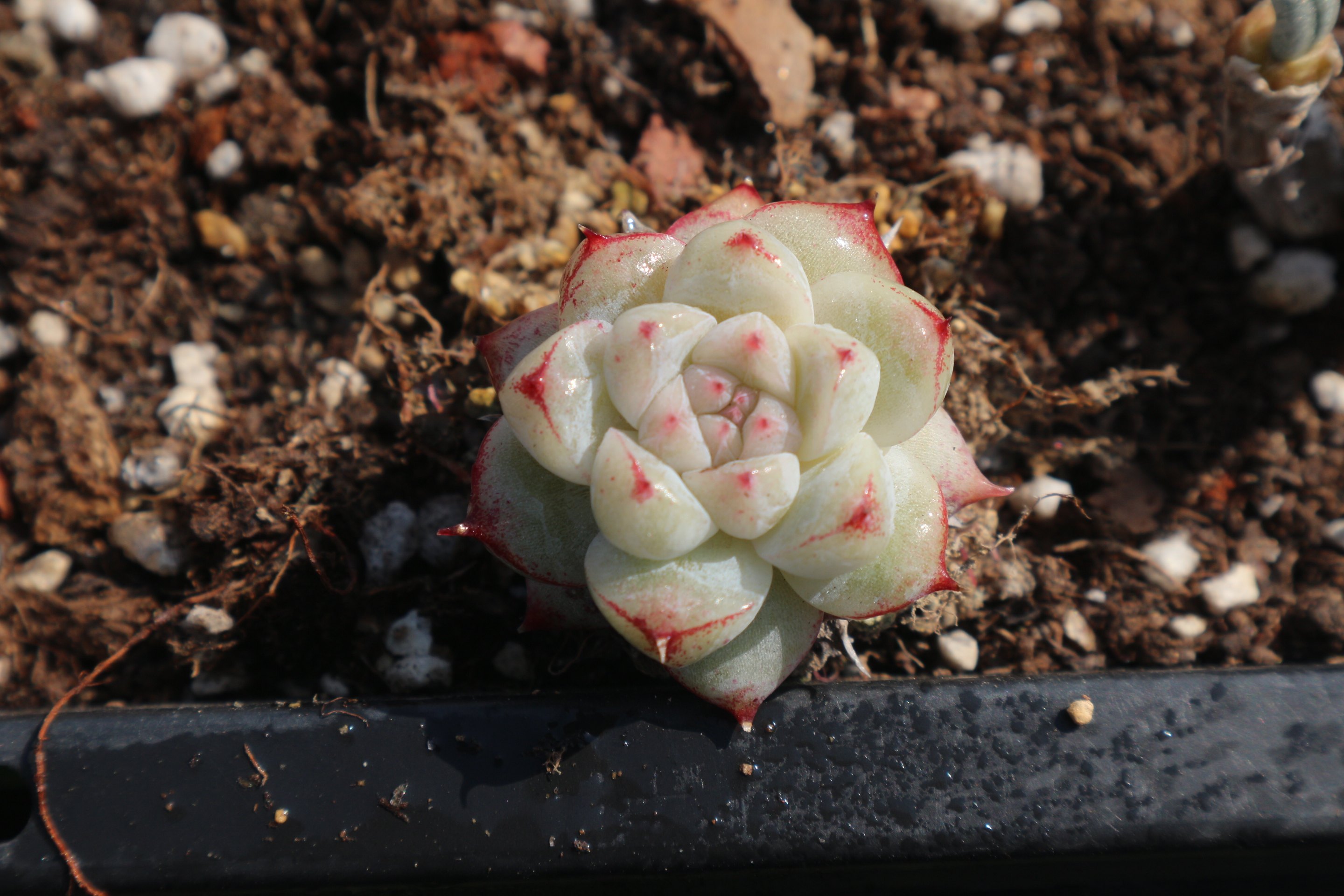 冰山  如梦令  阿尔巴佳人优选 多肉植物 小萌物 一物一拍11-5更