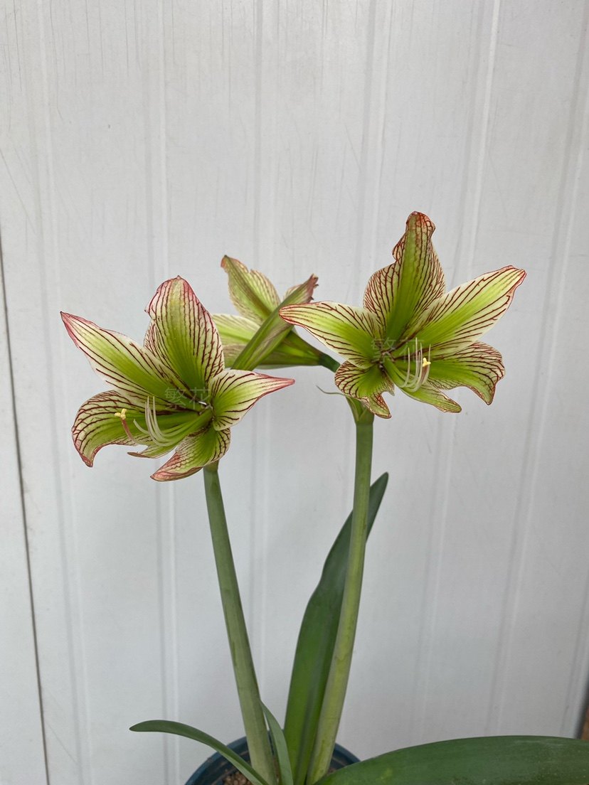 原生朱顶红_伊瓜苏朱顶红绿瓜绿色个体原生朱顶红,原生侧球,纯正包对