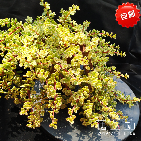 Special Offer Gagaku The shape of Trees Micro Landscape Succulent plants Primary color Potted plantin the Flower delivery/Flowers simulation/Plants gardening , Flowers/Potted plants (New) , Succulents category - from Buy2taobao.com to provide professional Taobao agent buy service