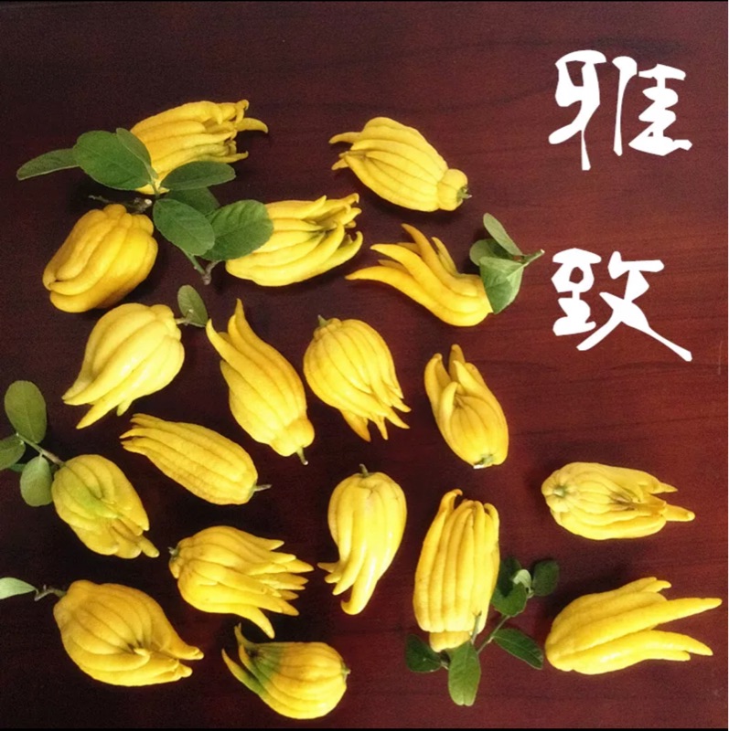 现摘现发 金华小佛手果 金华佛手香橼 佛手柑 清供 把玩 观赏闻香