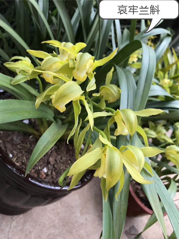 哀牢兰斛兰花虎头黄芽素盆景漂亮盆栽 绿植花卉根好苗壮造型漂亮