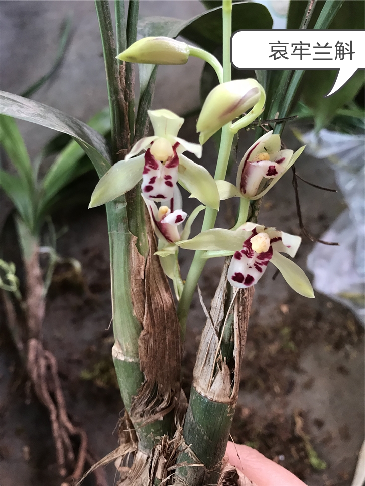 造型美观 根好苗壮 绿植花卉 兰花兔儿兰盆景草漂亮
