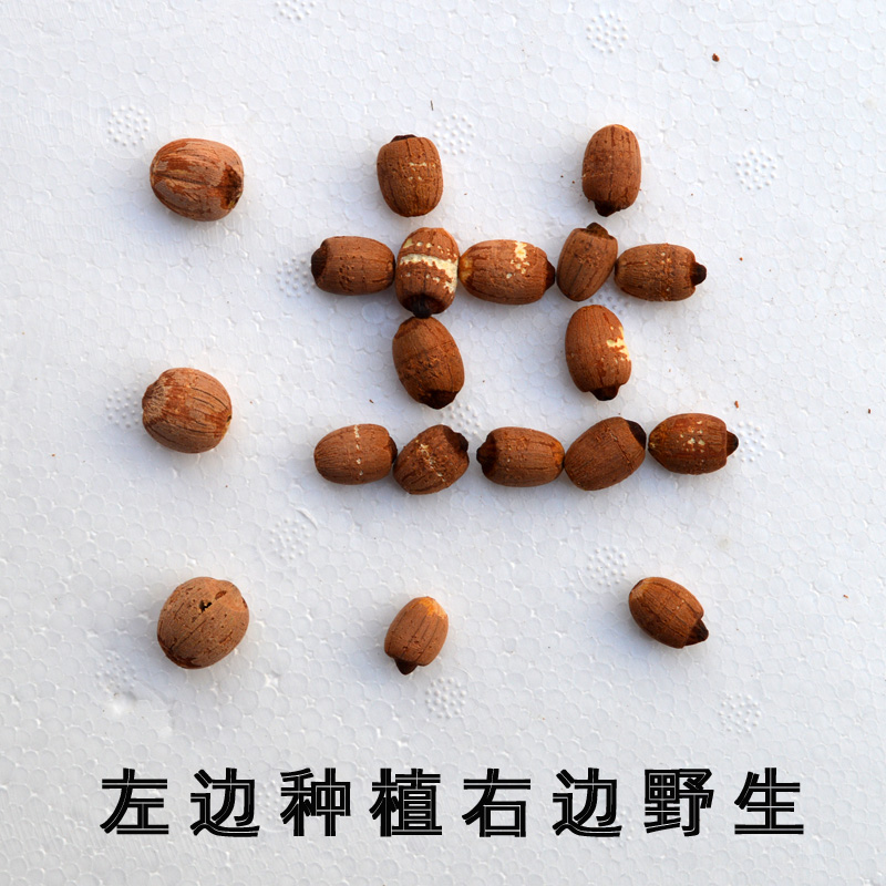 洪湖野生帶芯紅蓮子非人工種植不打約施化肥無殘留純天然綠色食品在類目 糧油米麪/南北乾貨/調味品, 南北乾貨/肉類乾貨, 乾貨/土特產, 蓮子中 - 來自Buy2taobao.com提供專業的淘寶代購服務