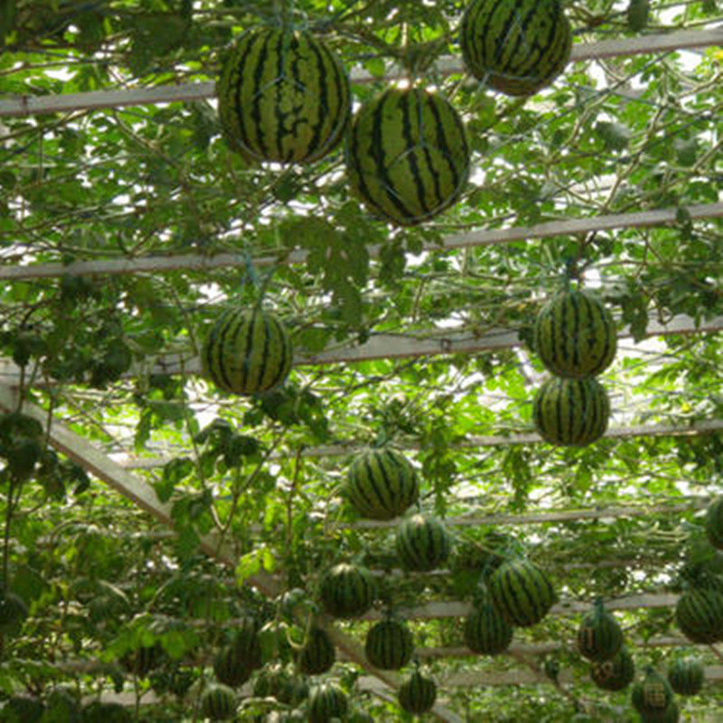 一折西瓜树种子