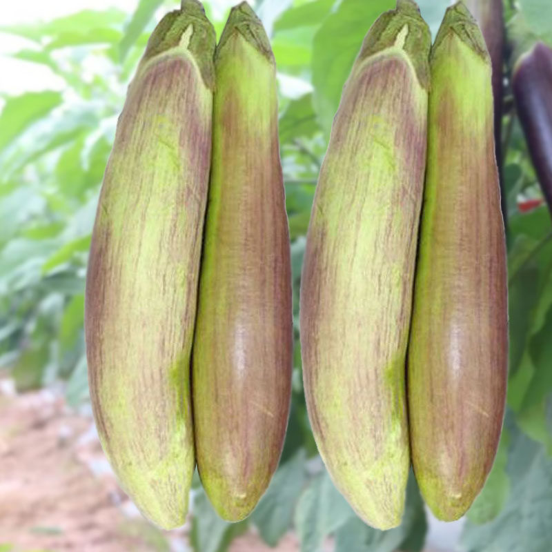 特色竹丝茄种子早熟花茄一年生四季阳台庭院现在种的大田蔬菜瓜果