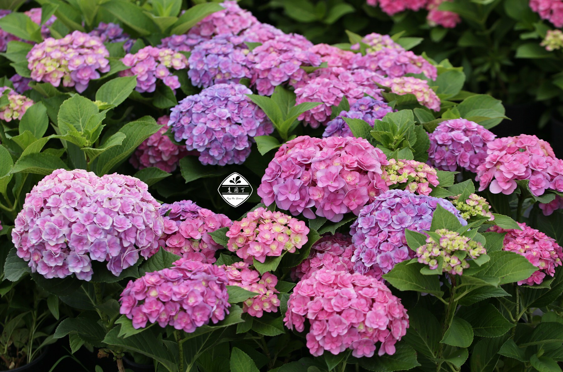 2加仑绣球 有淞太阳神殿夏洛特公主 大花球 老园丁庭院盆栽花卉