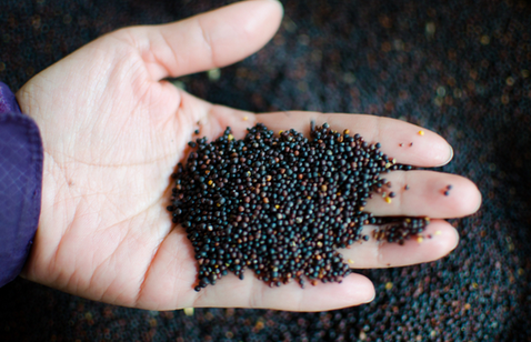 一折油菜花种子