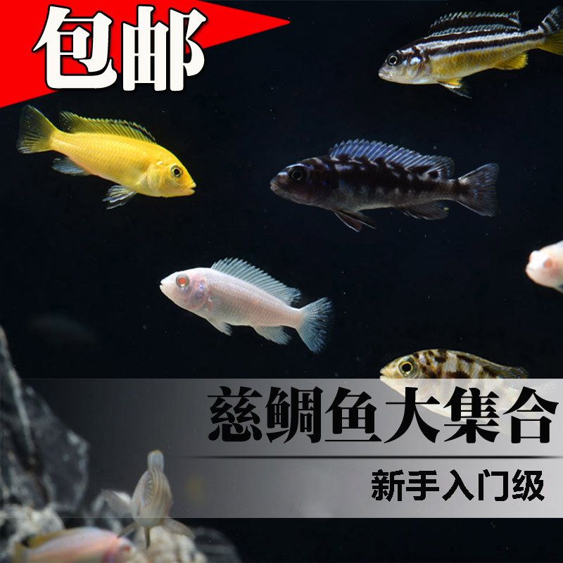 三湖慈鲷鱼热带观赏鱼活体马鲷坦鲷非洲王子 皇冠六间新手入门鱼