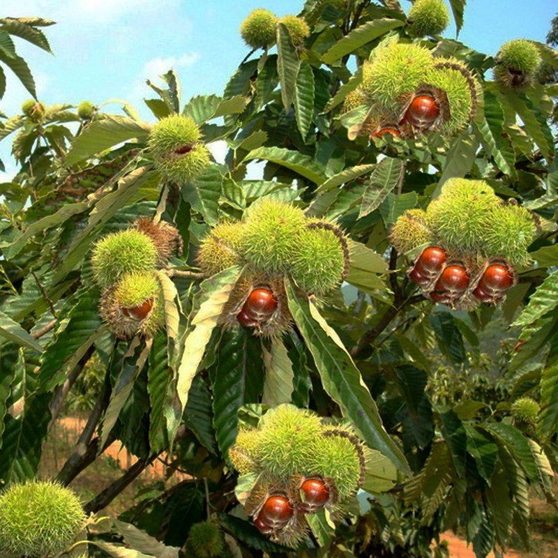 板栗果树风味细糯果大莱西苗木新品种树苗板栗树果树