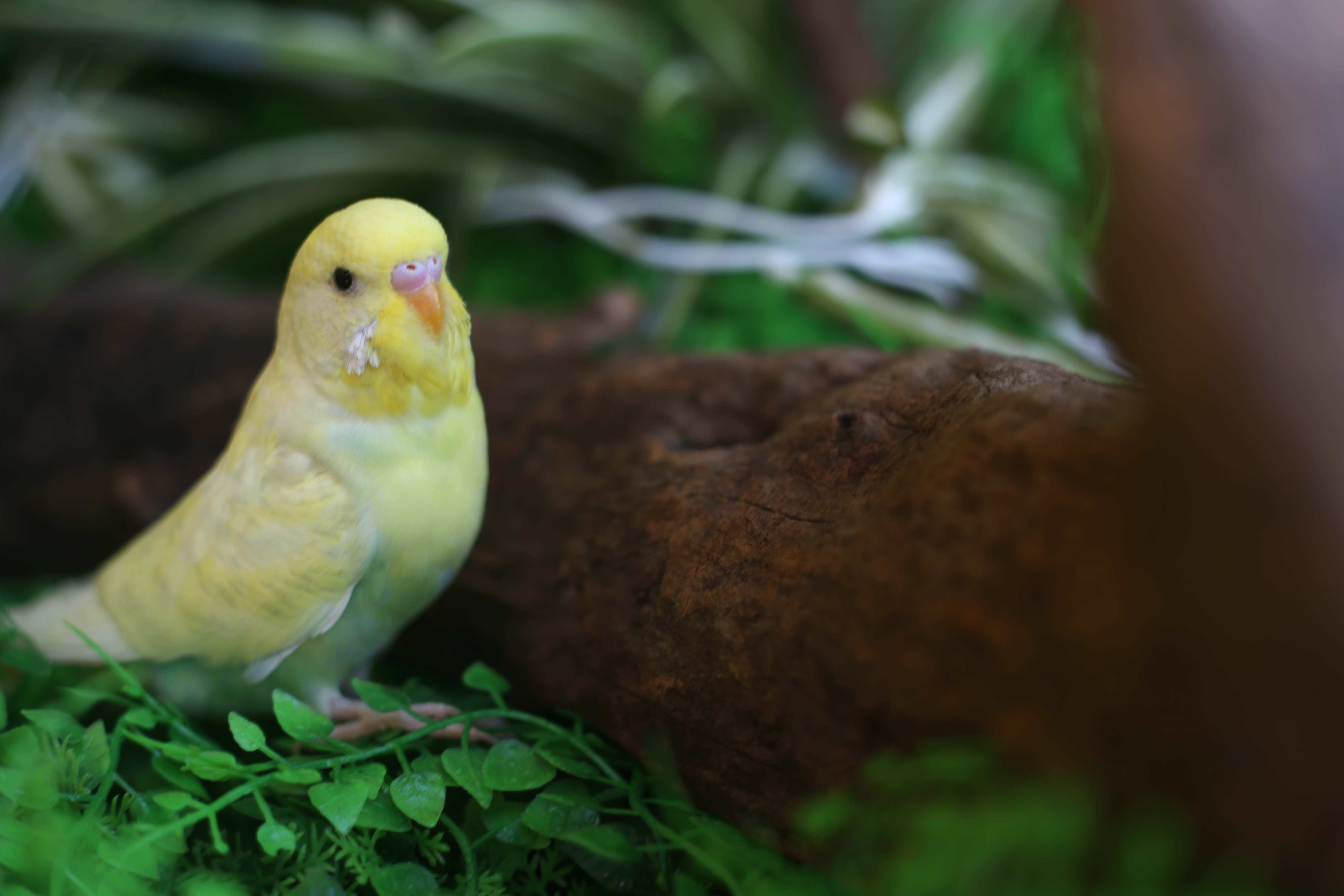 小虎皮鹦鹉活鸟幼鸟会说话的手养小头虎皮鸟亲人顽皮可爱的傻憨憨