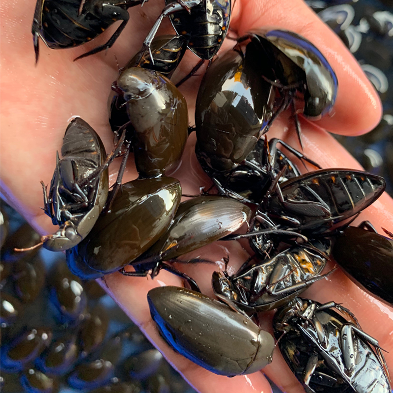 龙虱鲜活黑体水蟑螂活体中药材药食水鳖虫水甲虫缩尿水龟子500g