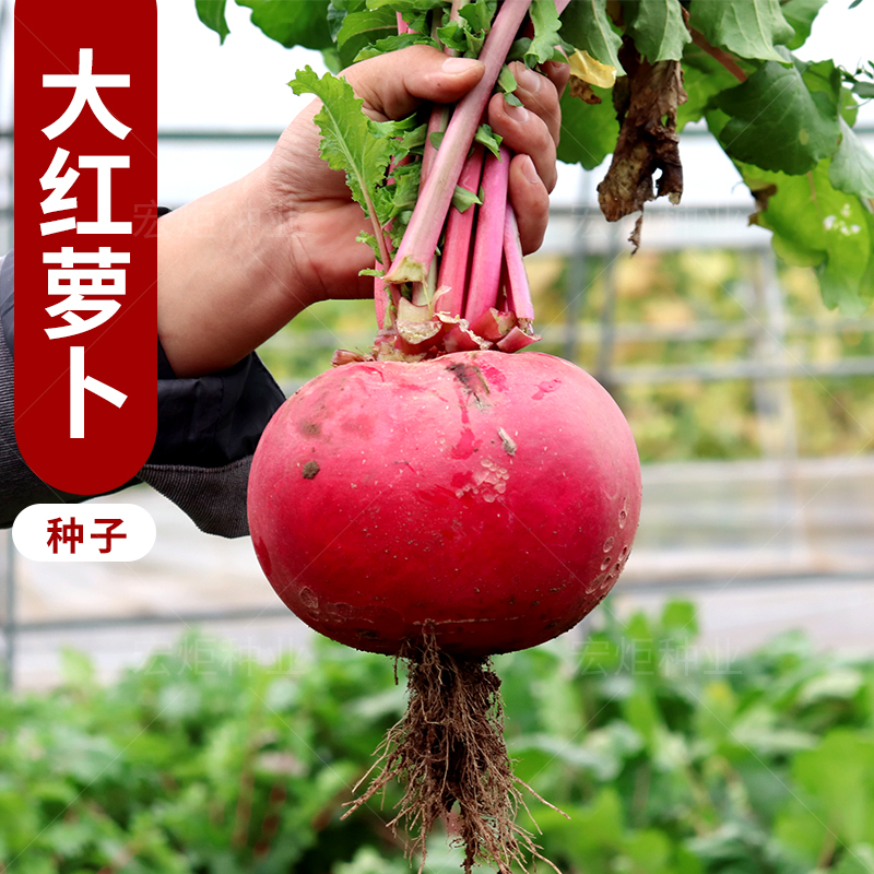 大红萝卜种籽 红皮白肉萝卜 杂交圆萝卜 春秋 四季 萝卜种籽种孑
