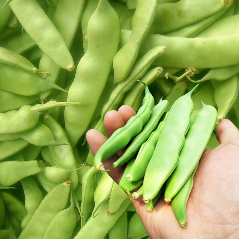 榆树大紫花豆角籽东北油豆角种子春季早熟大油豆种子一斤桶装包邮