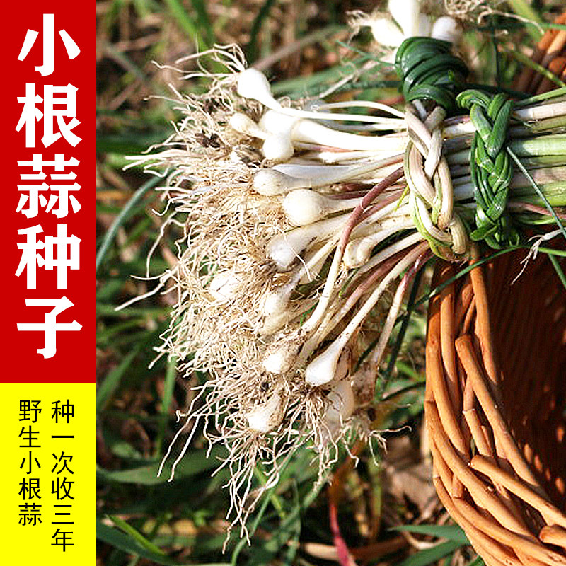 小根蒜野生小根蒜苗种籽小根蒜种东北小根蒜种 小根蒜籽 农家四季