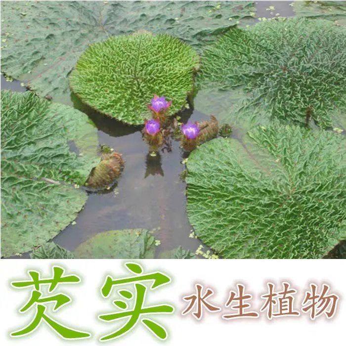 芡实种子 鸡头果 水生植物 鸡头实 鸿头 鸿头鸡头米种子水培植物