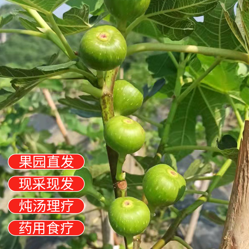 新鲜生无花果青果现摘未成熟小青果(