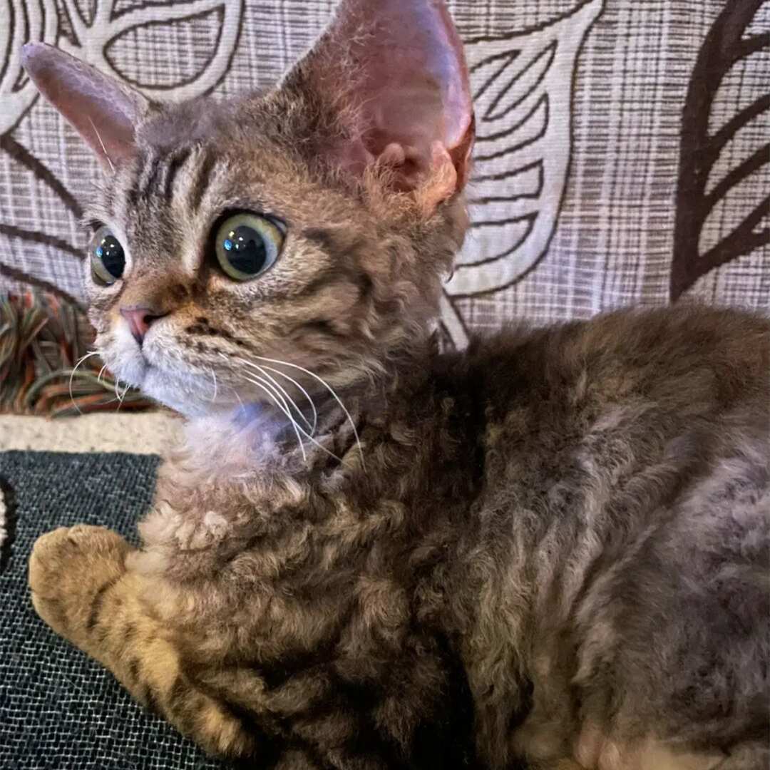 德文卷毛猫纯种英国短毛猫虎斑正八开脸帝王猫不掉毛无毛猫小猫咪