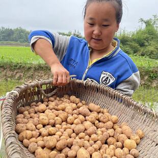 【直播挑选】带泥重庆本地现挖小土豆新鲜洋芋嫩当季蔬菜5份包邮