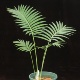 【朴原】大双子铁 Dioon spinulosum 墨西哥 盆栽特色观叶绿植