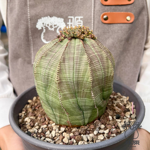 朴原限定｜实生老北京布纹球 Euphorbia obesa 珍奇块根盆栽绿