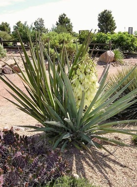 【朴原】香蕉丝兰 天门冬科 北美洲 yucca baccata ssp. baccata