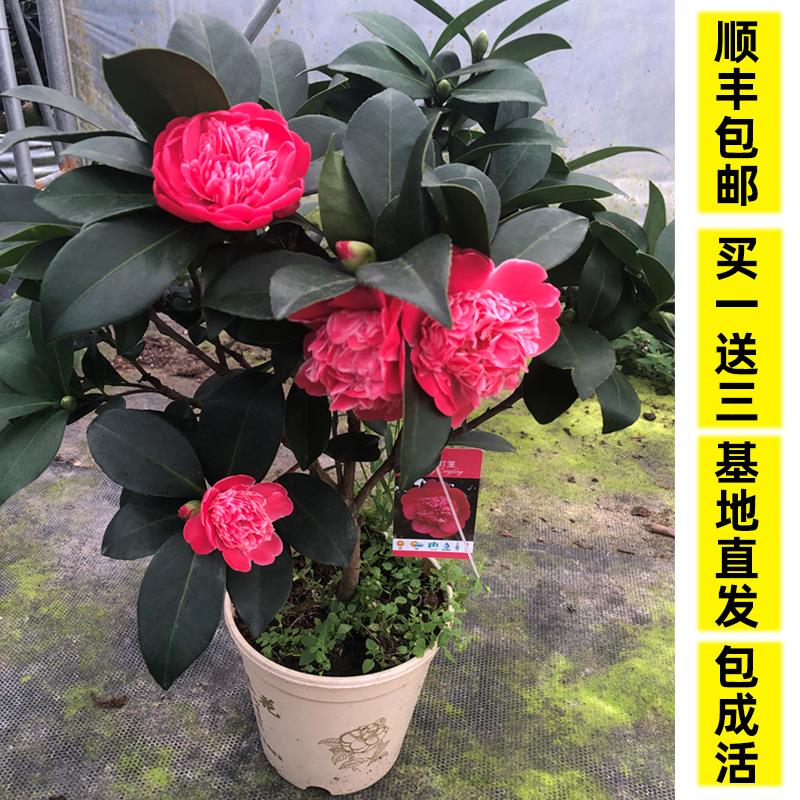 红山茶夏日系列重瓣新品种四季茶花树苗盆栽耐寒热多开花夏日七心