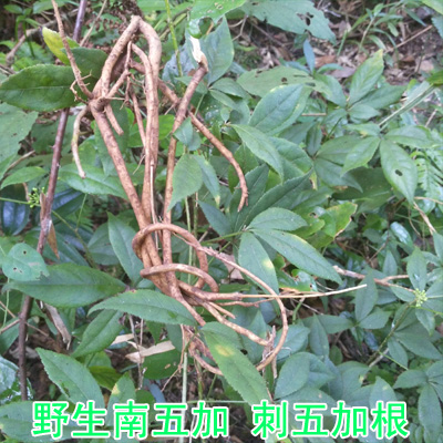 野生新鲜南五加纯头根刺五加青草药五加皮中药材五加下单现挖现发