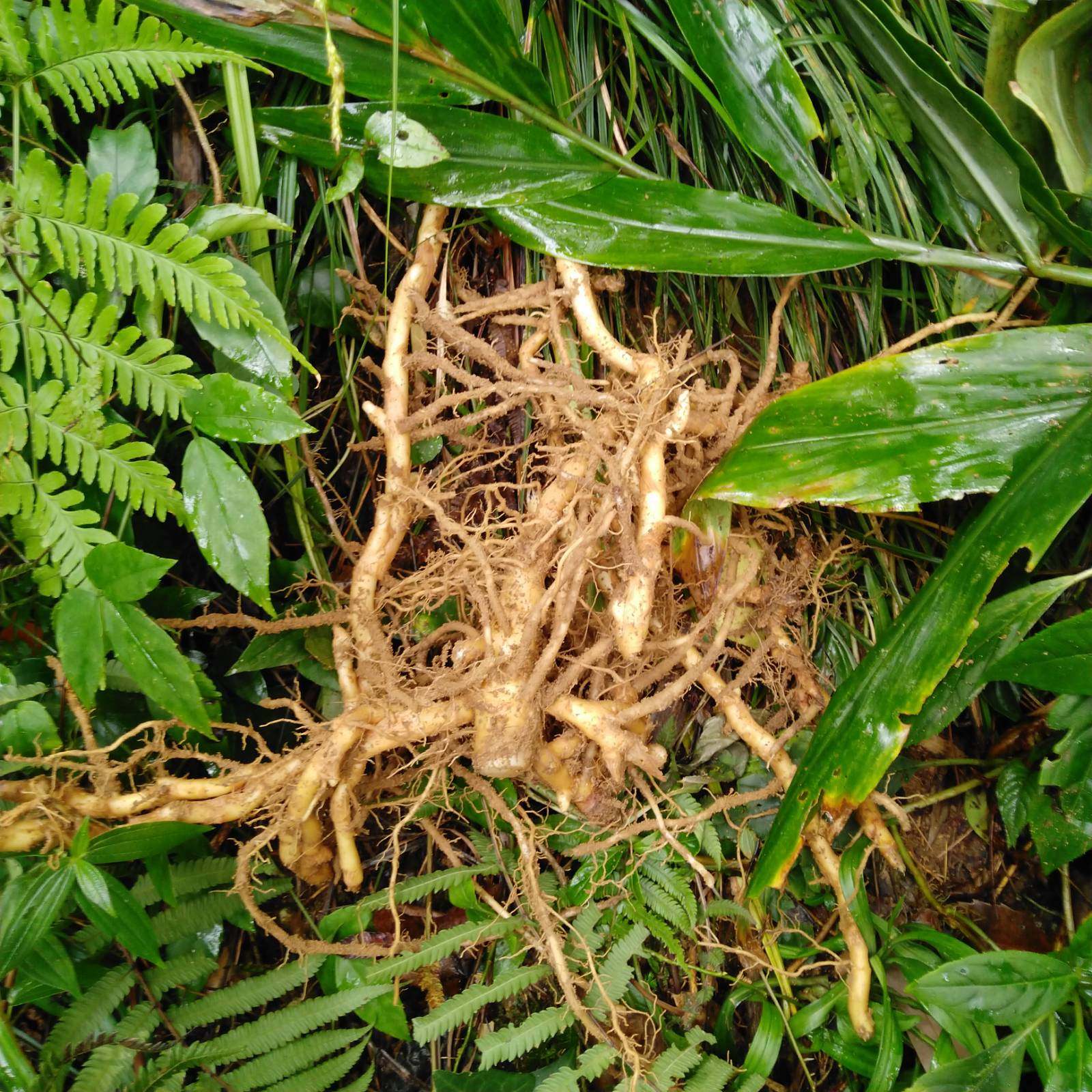 阳荷根新鲜野良姜荷苞花阳藿观音花莲花姜洋荷种根深山青草药500g