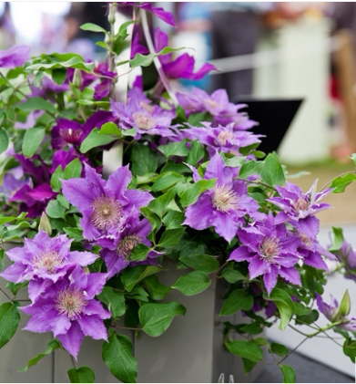 大道铁线莲啤酒矮生爬藤花卉庭院阳台花园盆栽