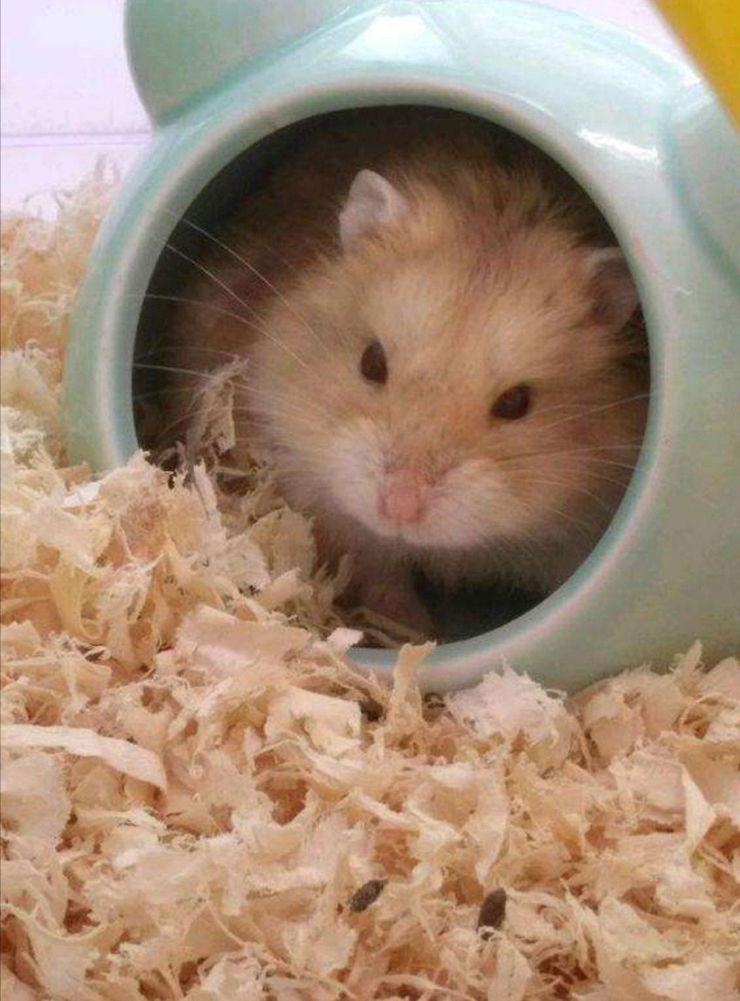 仓鼠活体 一对_仓鼠一线黑熊小仓鼠活体银狐布丁紫仓三线奶茶鼠宠物